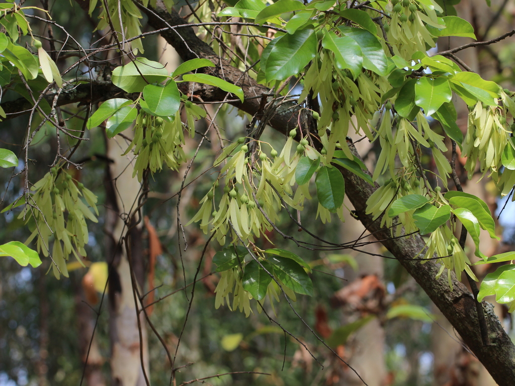 Chò chỉ – Anthoshorea roxburghii