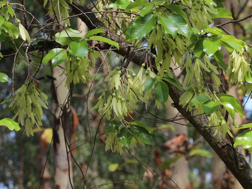 White Meranti (Anthoshorea roxburghii)