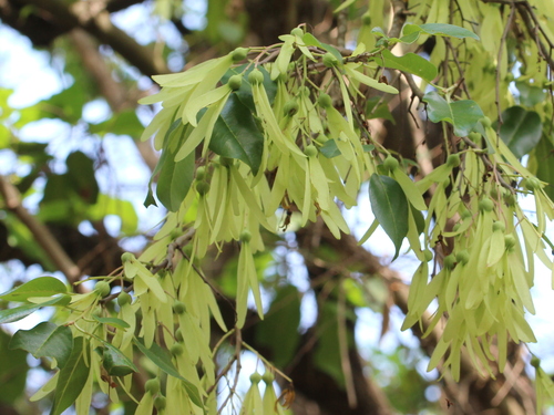 Anthoshorea roxburghii, photograph 2