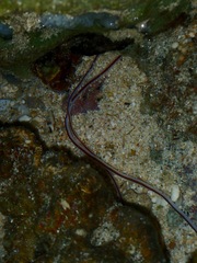 Baseodiscus hemprichii