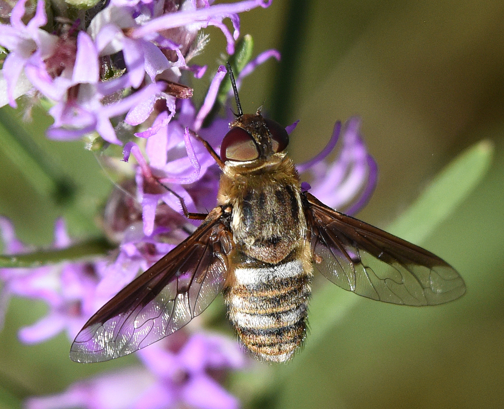 Exoprosopa dodrina