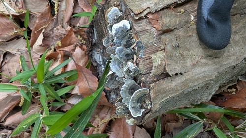 Trametes versicolor