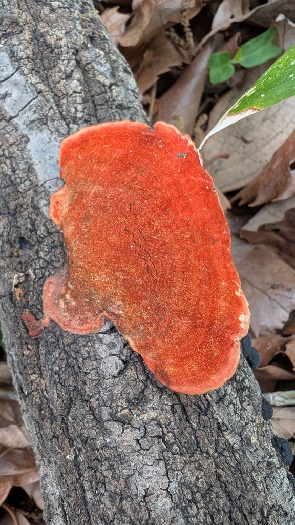 Trametes coccinea