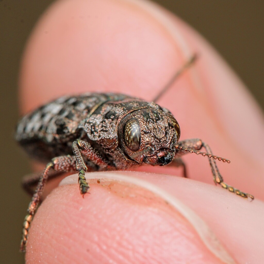 Dark Jewel Beetle