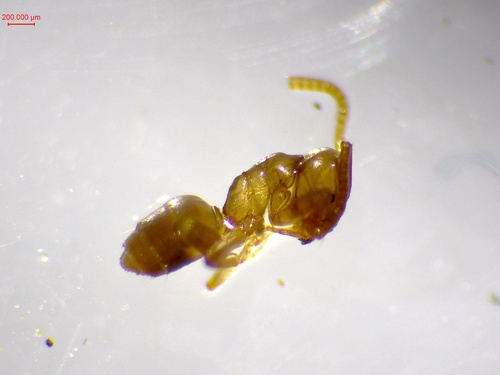 Bothriomyrmex meridionalis