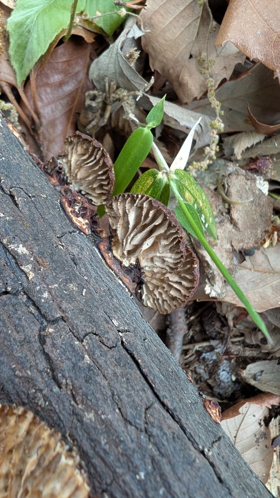 Daedaleopsis styracina · April 2025 · photo: © atsushi_nakajima_cirque (iNaturalist, cc-by)