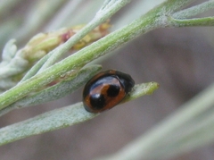 Brumoides septentrionis