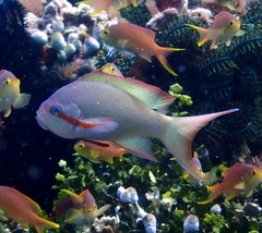 Pseudanthias huchtii