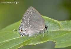 Strephonota tephraeus