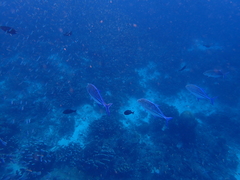 Bluefin Trevally