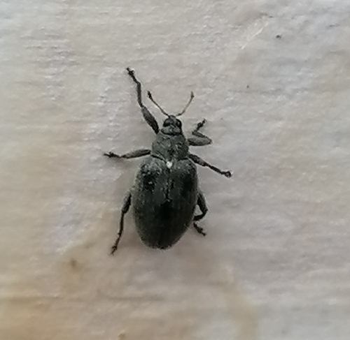 Orchestes calceatus