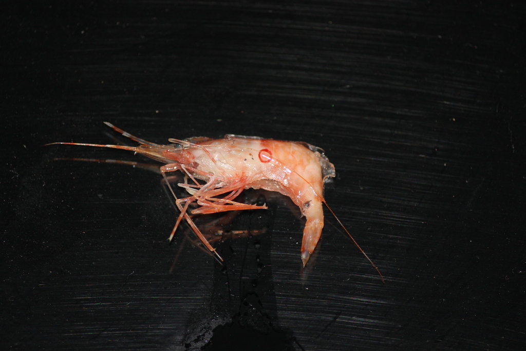 Plesionika hsuehyui