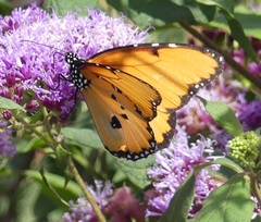 Danaus chrysippus dorippus