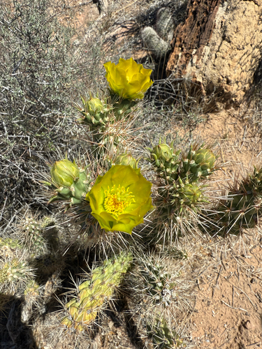 Peach springs cholla (Cylindropuntia abyssi)