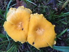 Cantharellus
