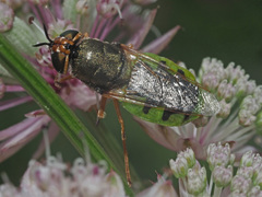 Odontomyia hydroleon
