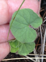 Dichondra brachypoda