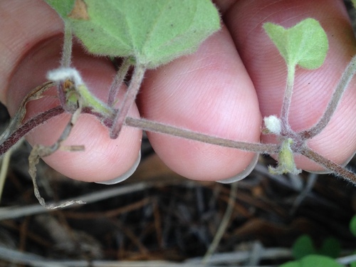 Image of Dichondra brachypoda by (c) Alison Northup, some rights reserved (CC BY)