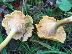 Cantharellus