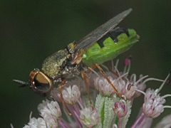 Odontomyia hydroleon