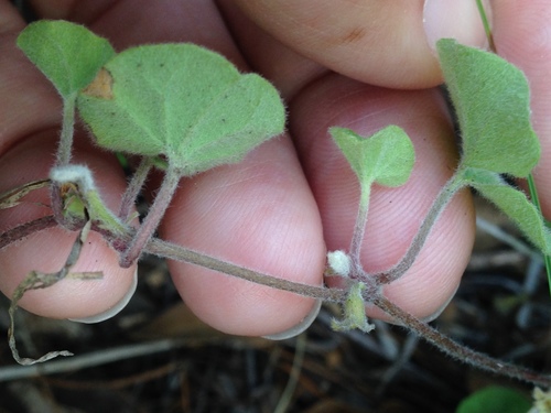 Image of Dichondra brachypoda by (c) Alison Northup, some rights reserved (CC BY)