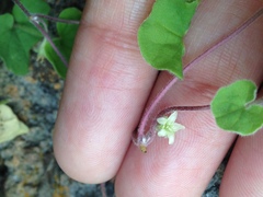 Dichondra brachypoda