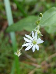 Stellaria vestita