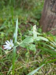 Stellaria vestita