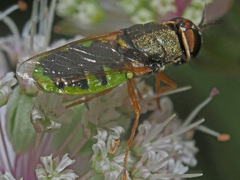 Odontomyia hydroleon