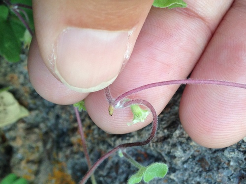 Image of Dichondra brachypoda by (c) Alison Northup, some rights reserved (CC BY)