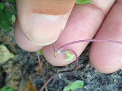 Dichondra brachypoda