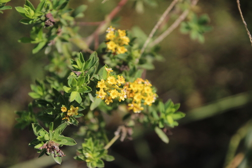 Sunshine Curryflower (Lasiosiphon macropetalus)