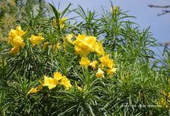 Cascabela thevetioides