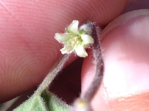 Image of Dichondra brachypoda by (c) Alison Northup, some rights reserved (CC BY)