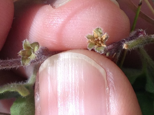 Image of Dichondra brachypoda by (c) Alison Northup, some rights reserved (CC BY)