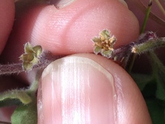 Dichondra brachypoda