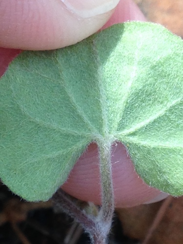 Image of Dichondra brachypoda by (c) Alison Northup, some rights reserved (CC BY)