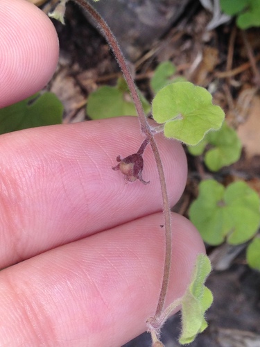 Image of Dichondra brachypoda by (c) Alison Northup, some rights reserved (CC BY)