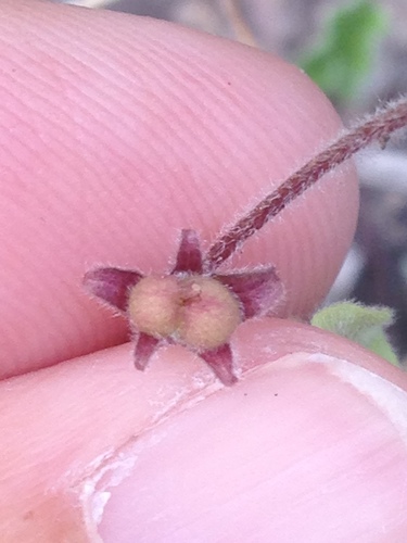 Image of Dichondra brachypoda by (c) Alison Northup, some rights reserved (CC BY)
