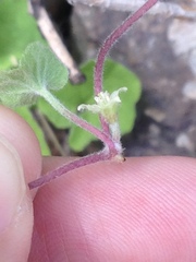 Dichondra brachypoda