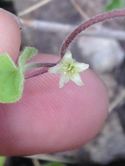 Dichondra brachypoda