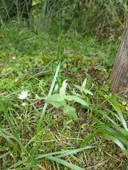 Stellaria vestita
