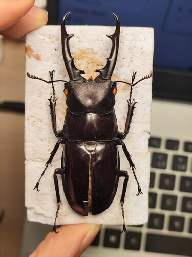 Hexarthrius aduncus igarashiae