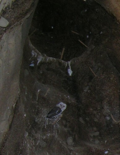 Western Barn Owl
