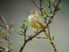 Tmetothylacus tenellus