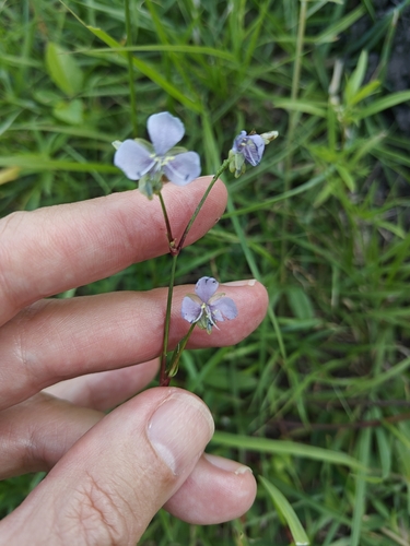 Murdannia simplex, photograph 1
