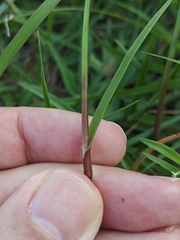 Murdannia simplex, photograph (c) Stef, some rights reserved (CC BY)