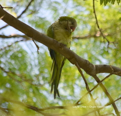 Myiopsitta monachus