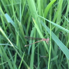 Argia