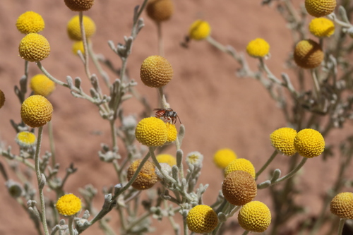 Ammobates verhoeffi